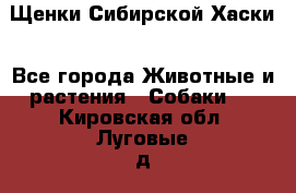 Щенки Сибирской Хаски - Все города Животные и растения » Собаки   . Кировская обл.,Луговые д.